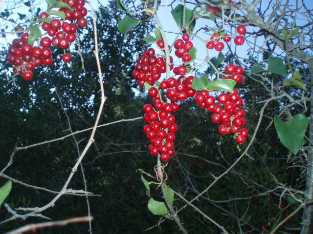 Image of Smilax aspera specimen.