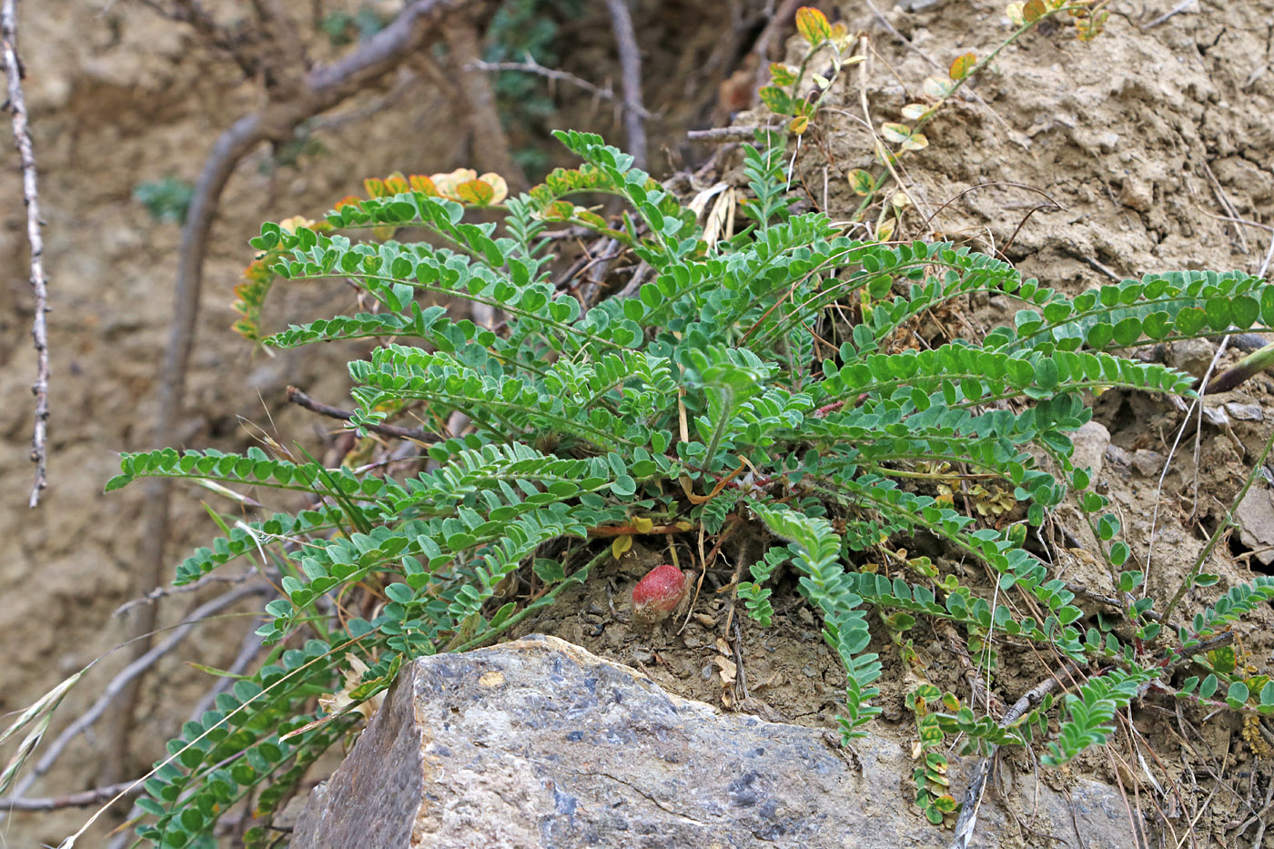 Image of Astragalus varzobicus specimen.