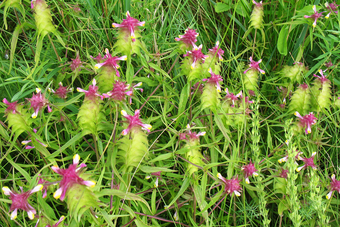 Изображение особи Melampyrum cristatum.