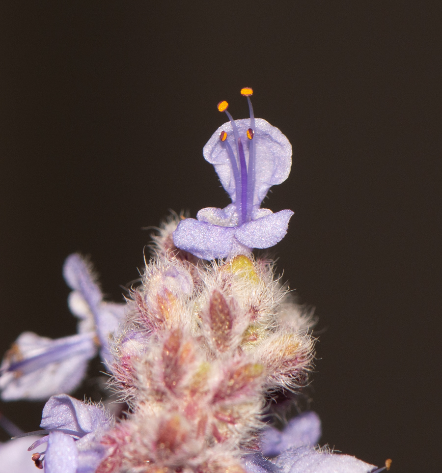 Image of Coleus australis specimen.