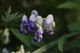 Aconitum × stoerkianum. Цветки. Томская обл., г. Томск, Академгородок, в культуре. 18.08.2021.