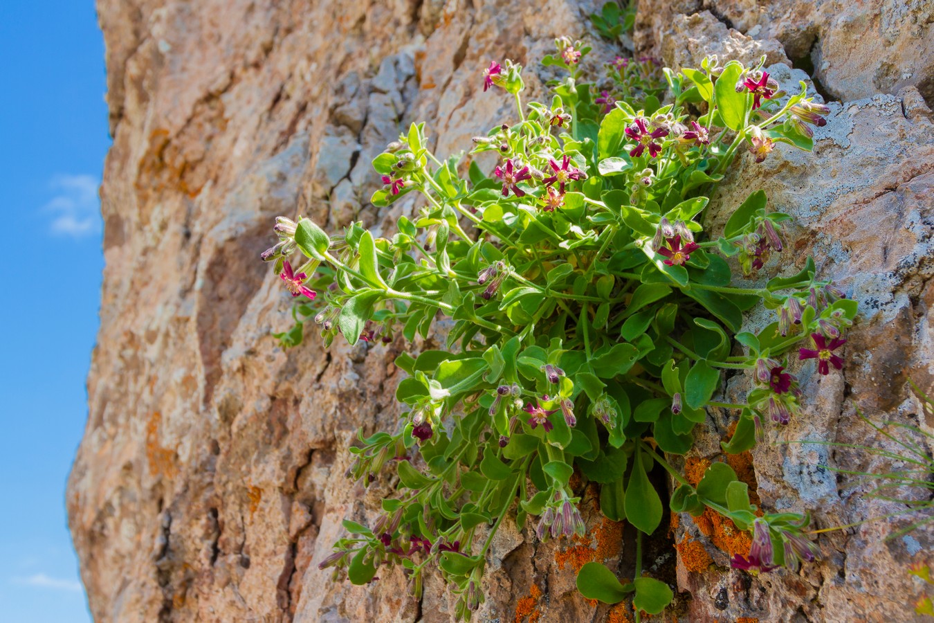 Image of Silene pygmaea specimen.