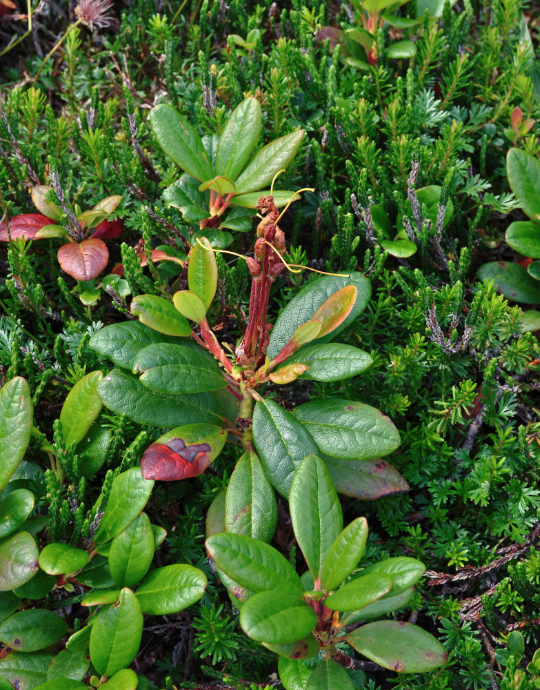 Image of Rhododendron aureum specimen.