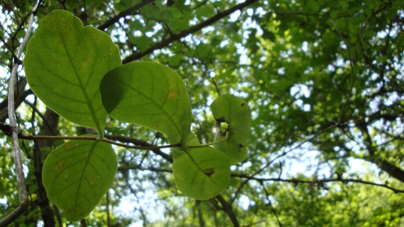 Image of Lonicera caprifolium specimen.