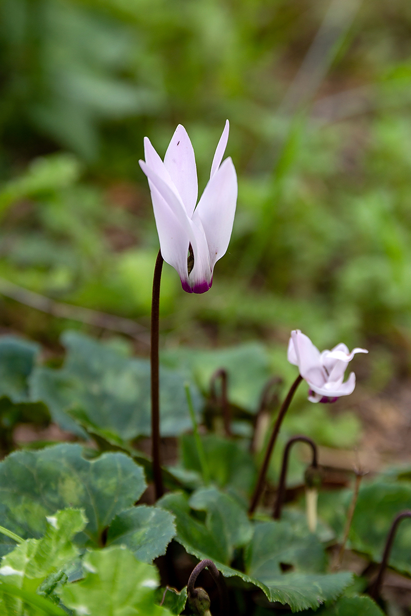 Image of Cyclamen persicum specimen.