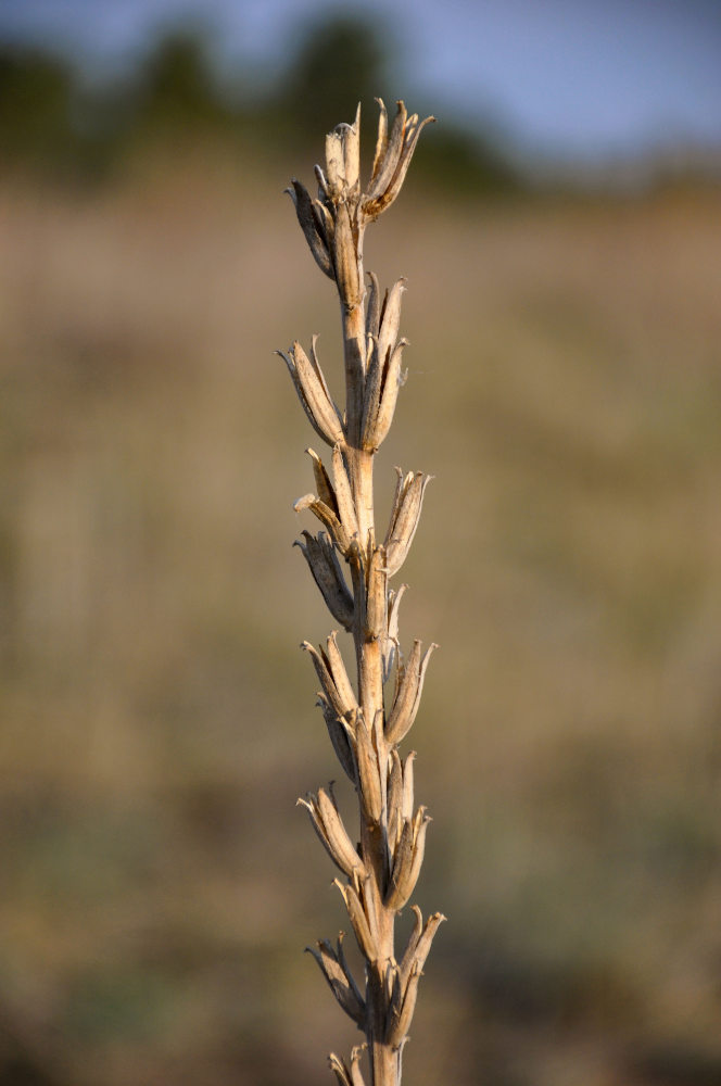 Изображение особи Oenothera biennis.