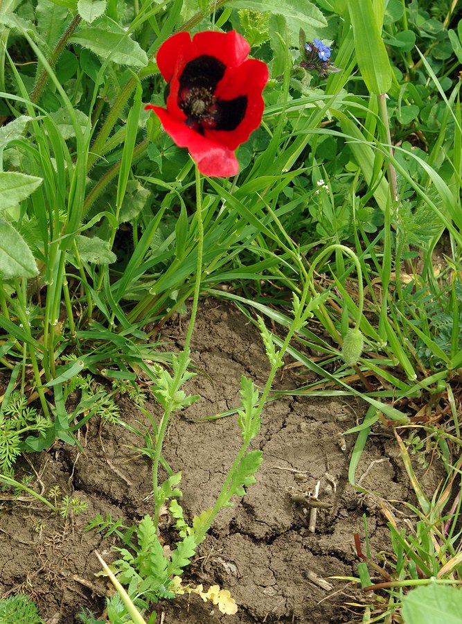 Image of Papaver commutatum specimen.