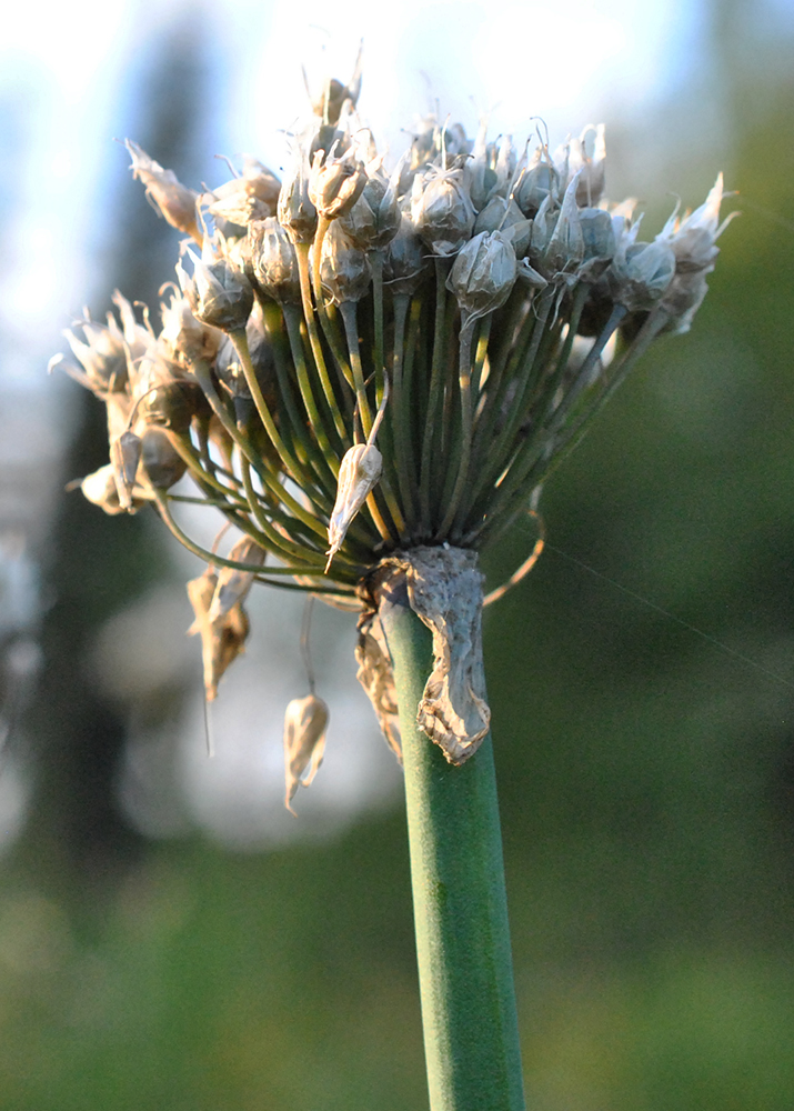 Image of Allium ledebourianum specimen.