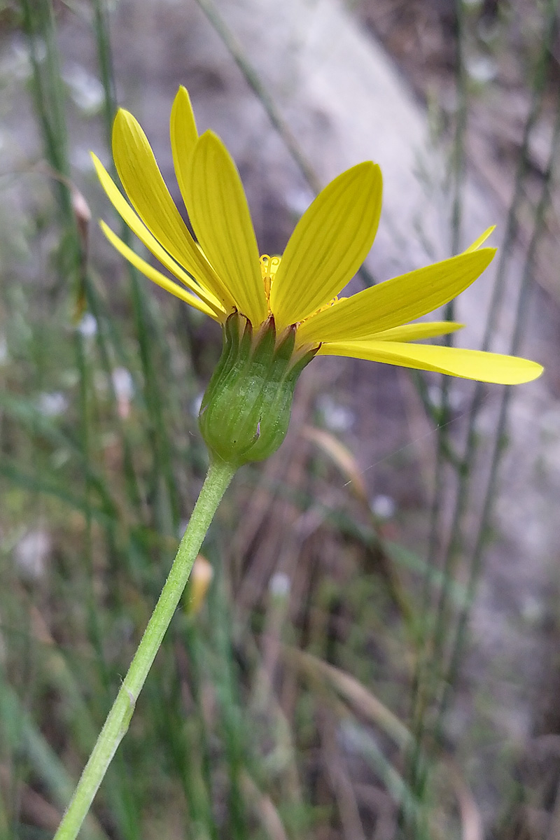 Изображение особи Dolichorrhiza renifolia.