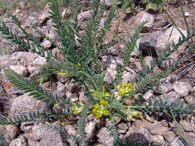 Image of Astragalus polyphyllus specimen.