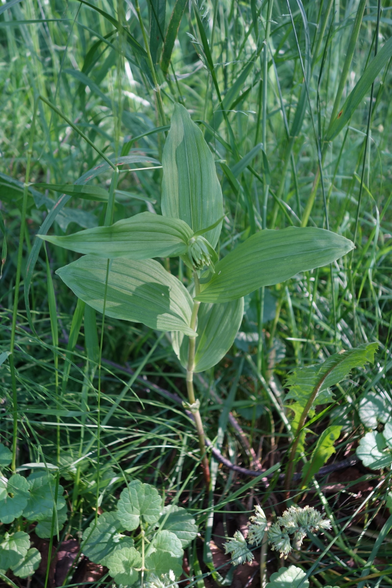 Изображение особи Epipactis helleborine.