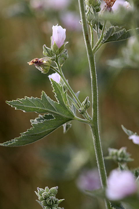 Image of Althaea armeniaca specimen.