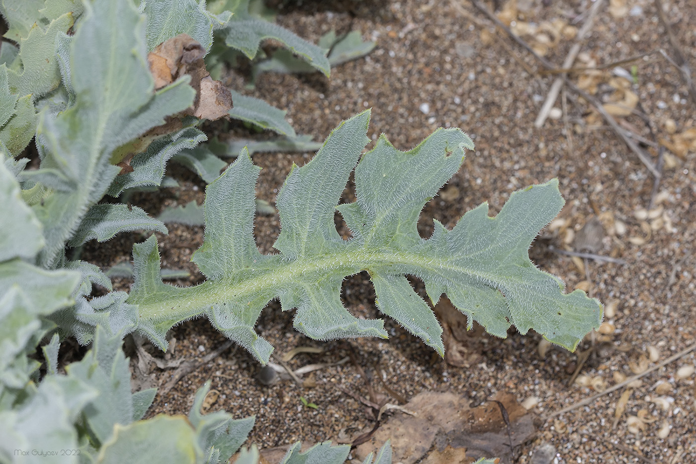 Изображение особи Glaucium flavum.