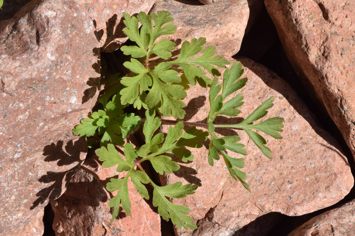 Изображение особи Geranium robertianum.