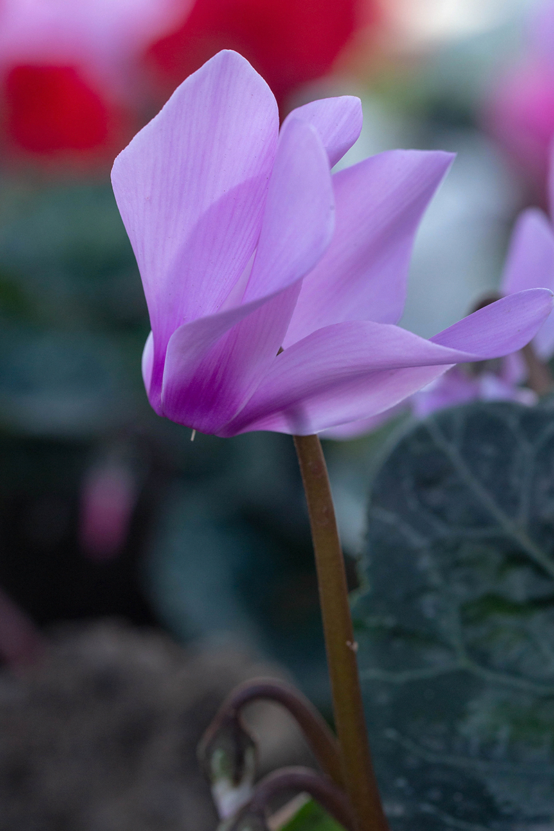 Image of Cyclamen persicum specimen.