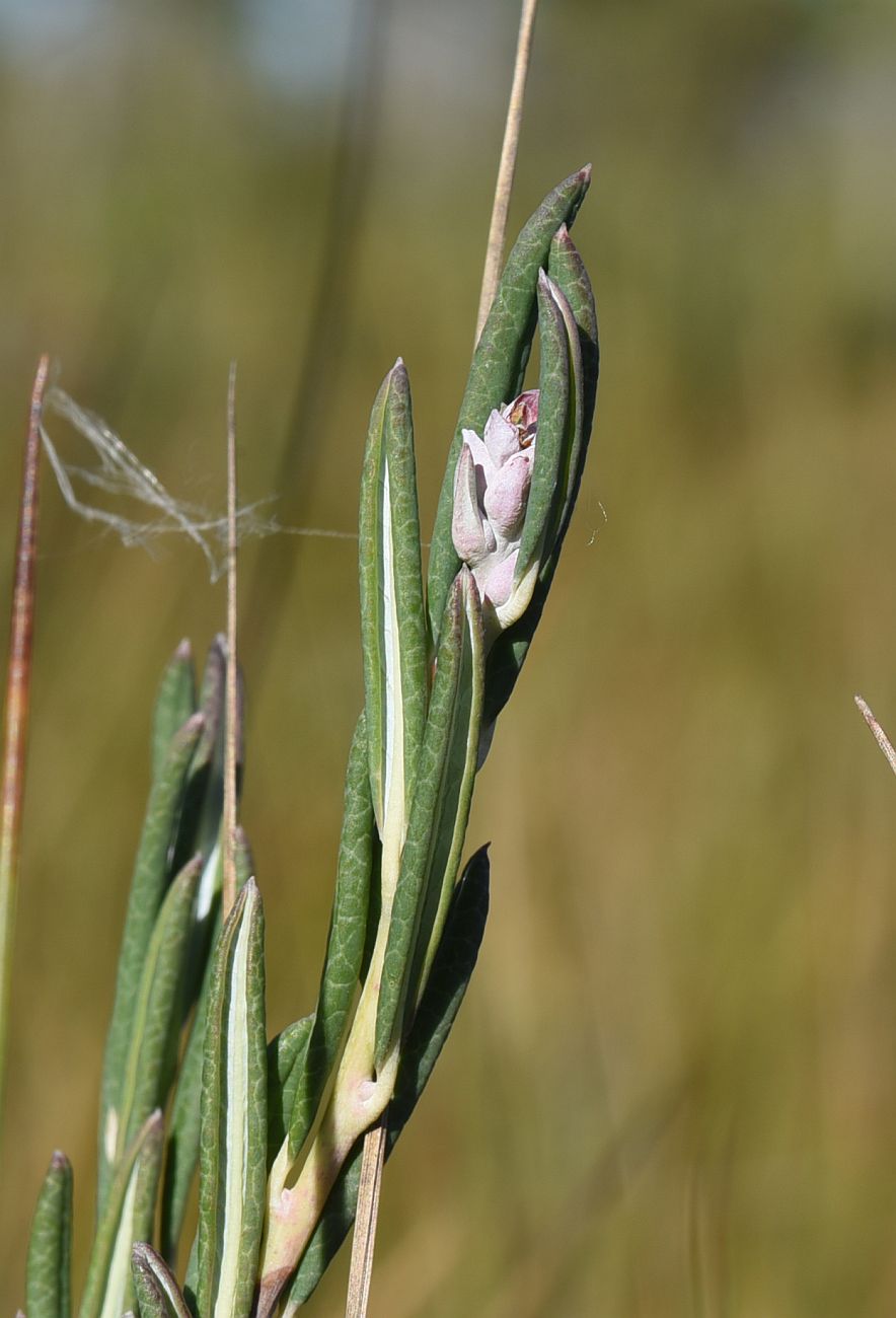 Image of Andromeda polifolia specimen.