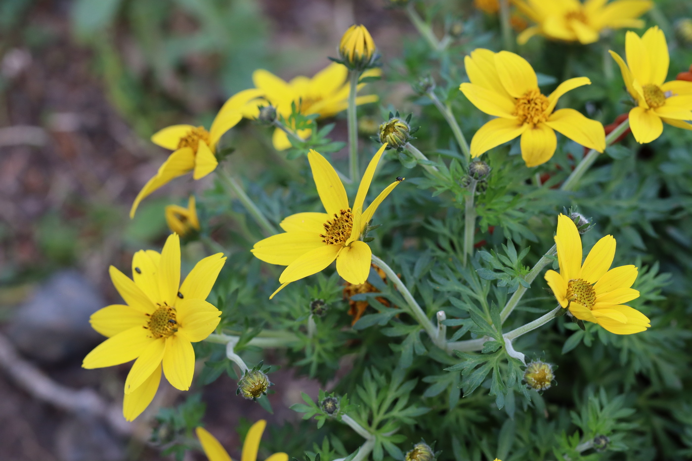 Image of Bidens aurea specimen.