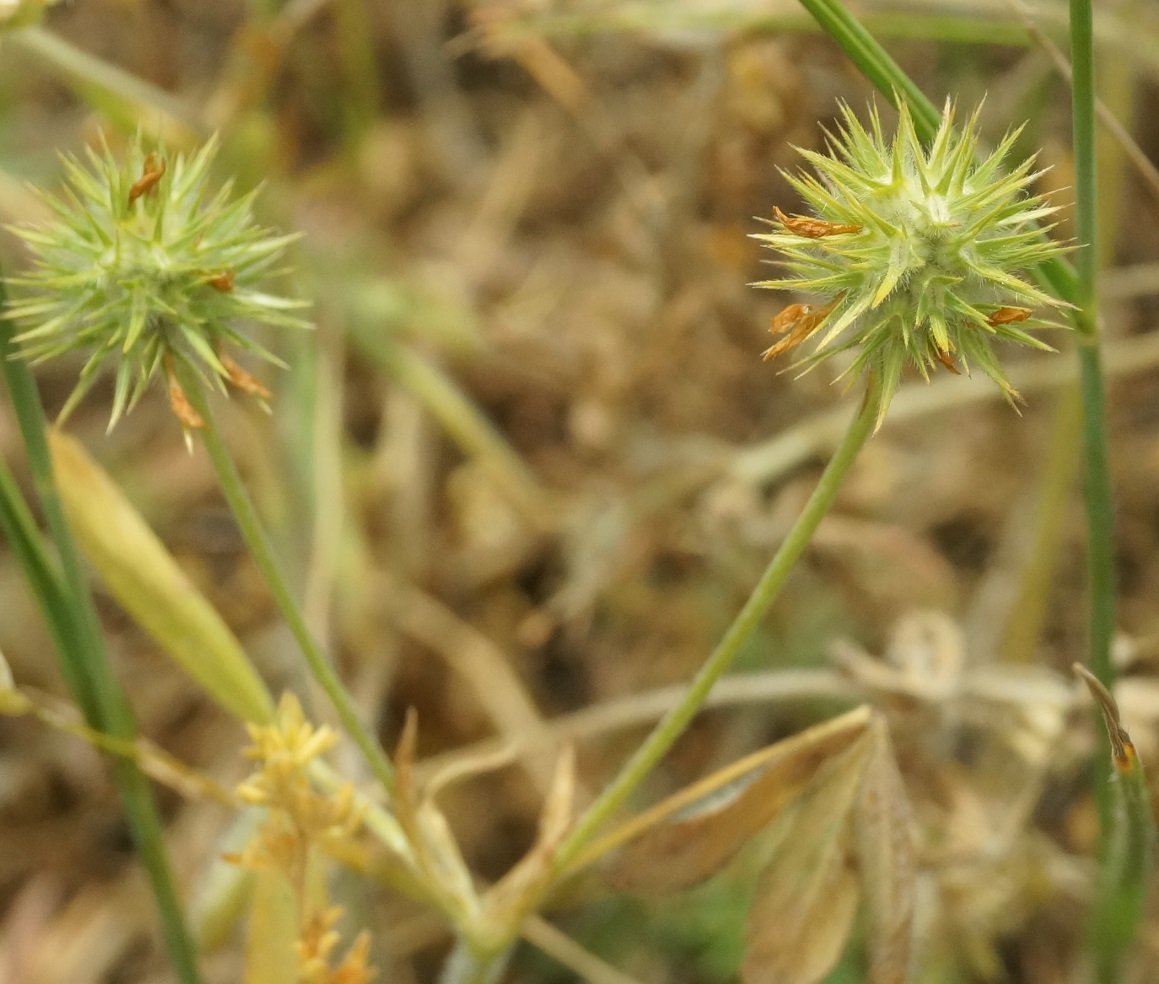 Изображение особи Trifolium leucanthum.