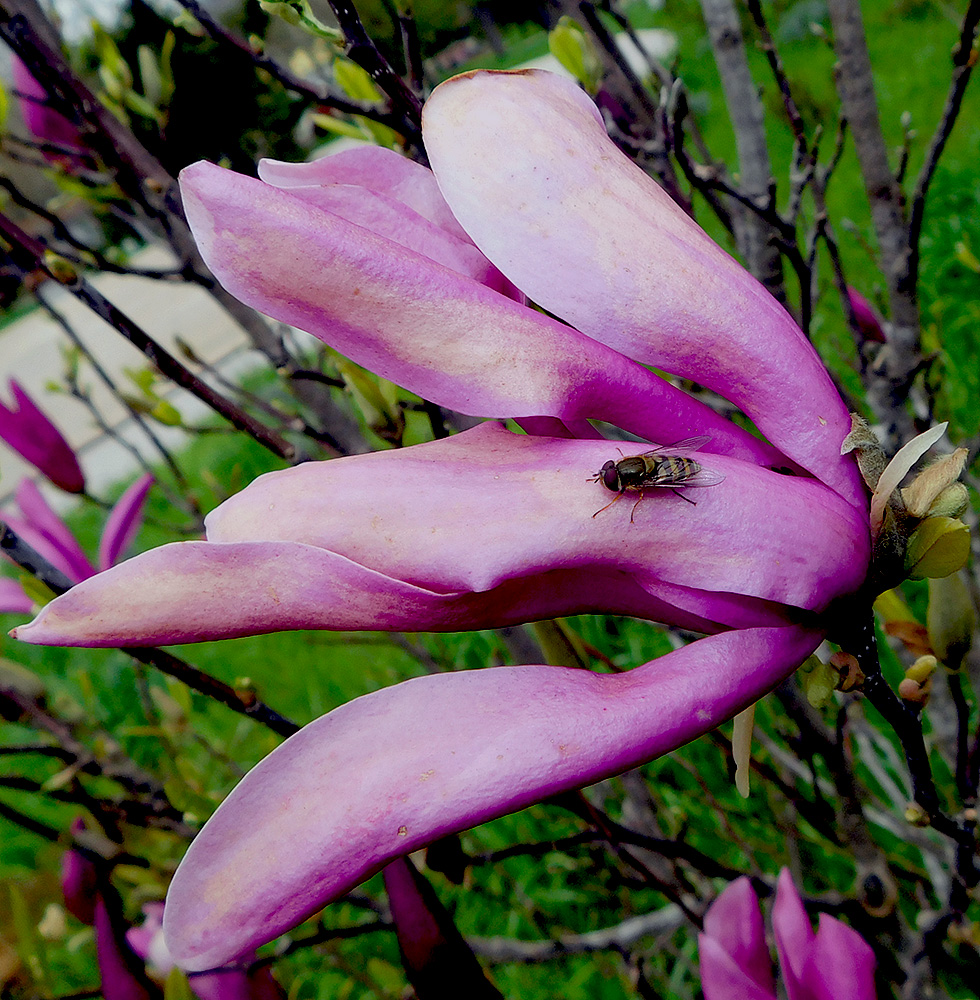 Image of genus Magnolia specimen.