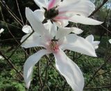 Смотреть изображение Magnolia salicifolia