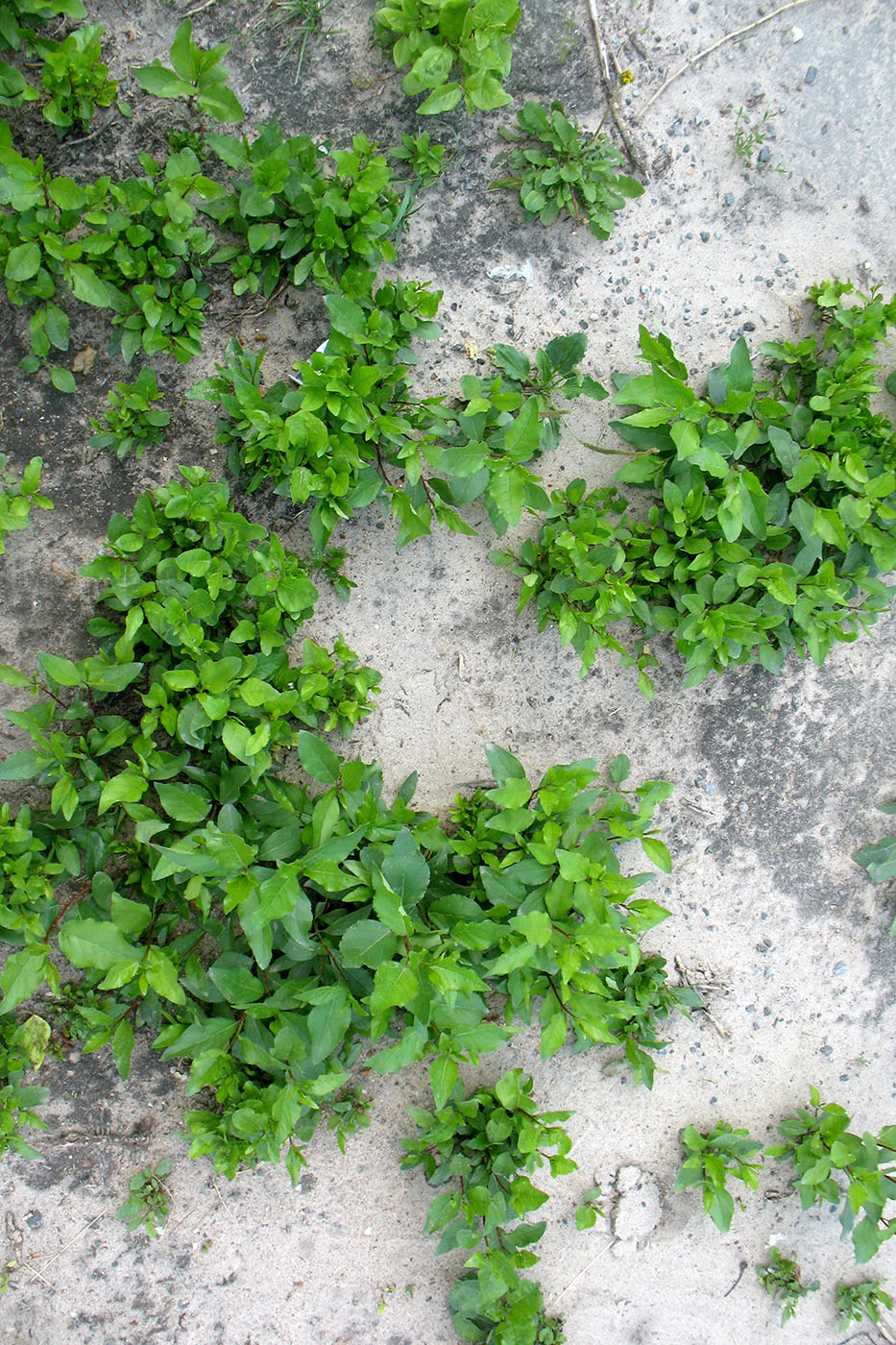 Image of Populus &times; sibirica specimen.