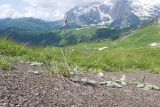 Bromopsis riparia. Цветущее растение. Адыгея, Кавказский биосферный заповедник, гора Гузерипль, ≈ 2150 м н.у.м., склон из ожелезнённого слабокарбонатного песчаника с обломками сидерита. 28.06.2023.