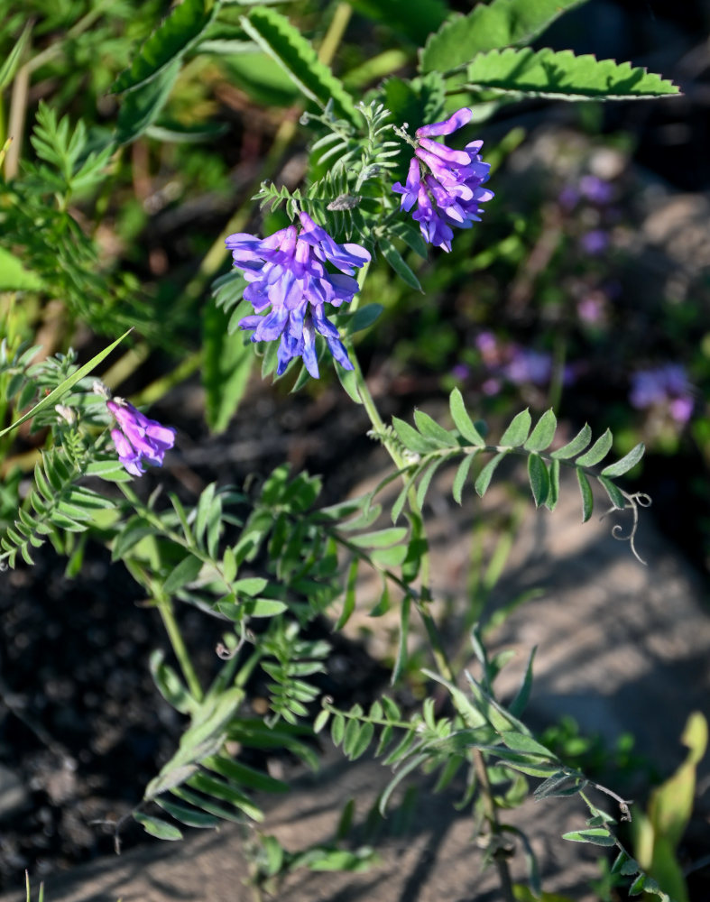 Image of Vicia cracca specimen.