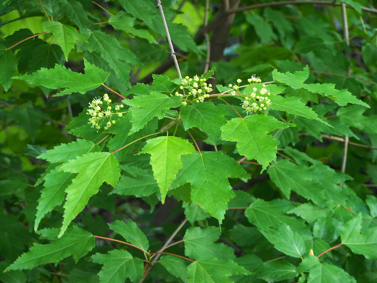 Image of Acer ginnala specimen.