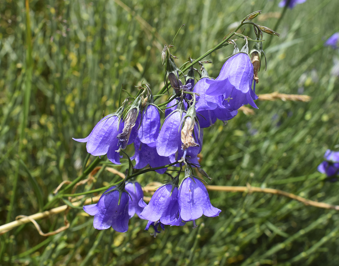 Изображение особи род Campanula.