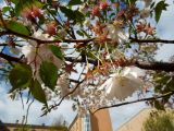 View full-size image Cerasus sachalinensis