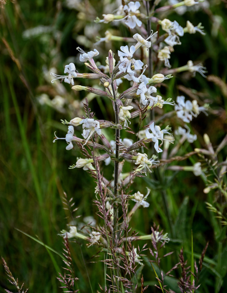 Image of Silene viscosa specimen.