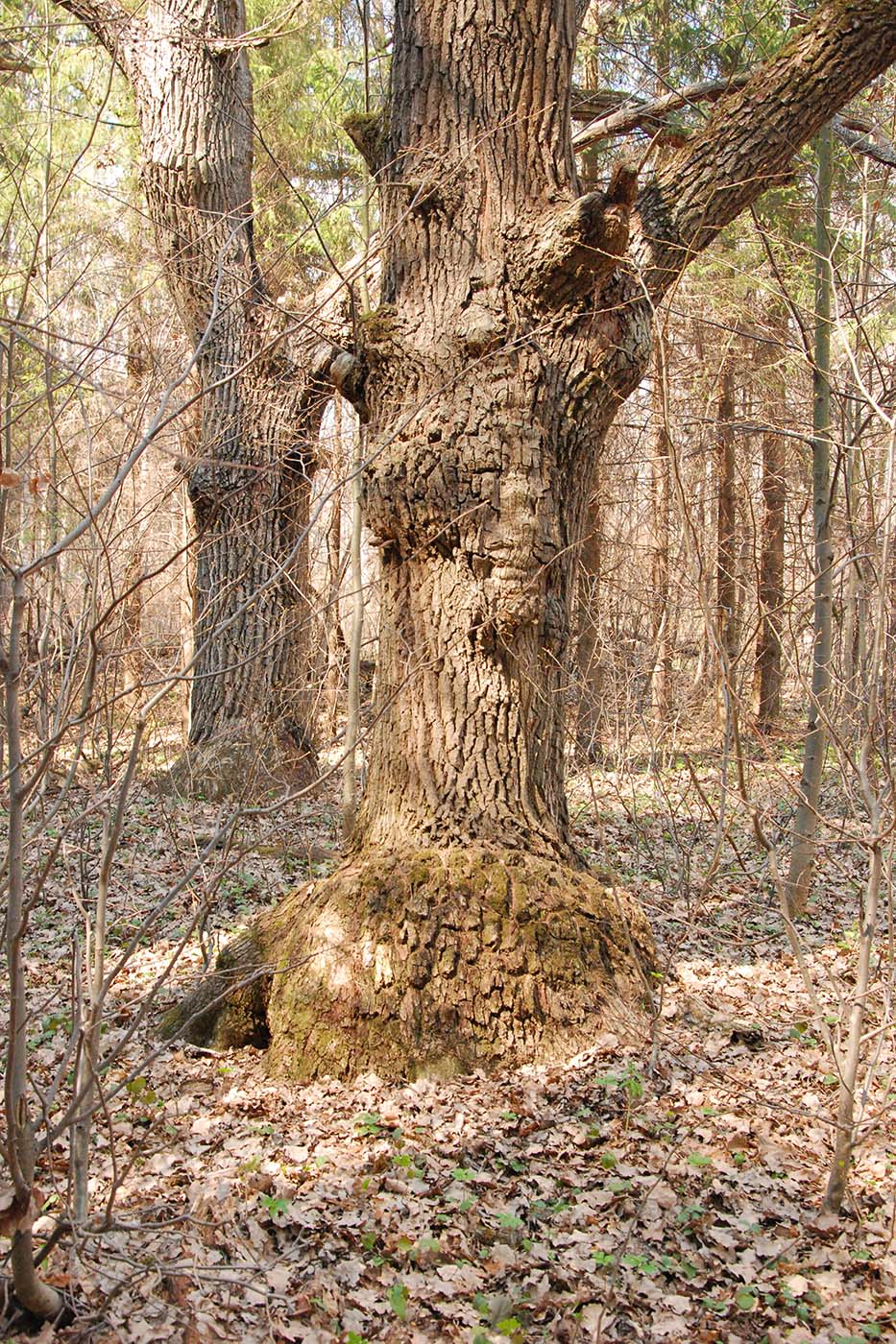 Изображение особи Quercus robur.