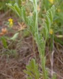 Image of taxon representative. Author is Татьяна Винокурова