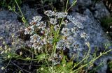 Astrodaucus orientalis