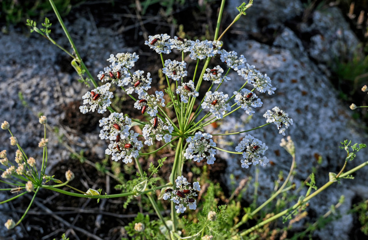 Image of Astrodaucus orientalis specimen.