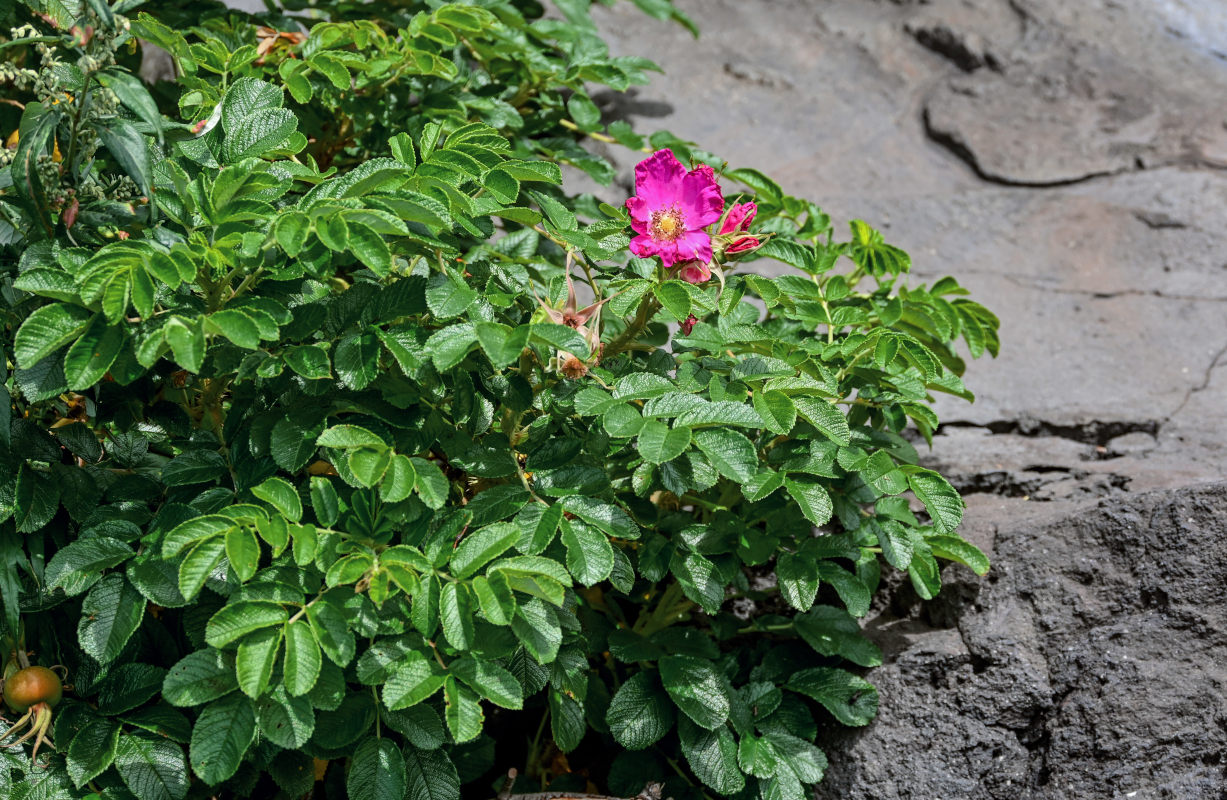 Изображение особи Rosa rugosa.