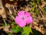 Смотреть изображение Dianthus caucaseus