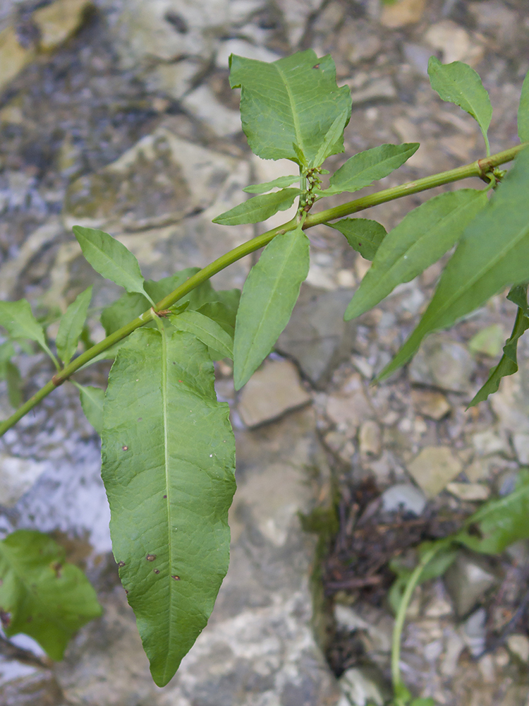 Изображение особи Rumex conglomeratus.