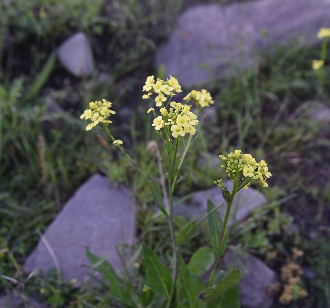 Image of Bunias orientalis specimen.