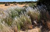 Imperata cylindrica