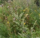 Artemisia vulgaris. Верхушка зацветающего растения. Тульская обл., Куркинский р-н, окр. степного урочища Горки, берег р. Дон, луг. 30 июля 2024 г.