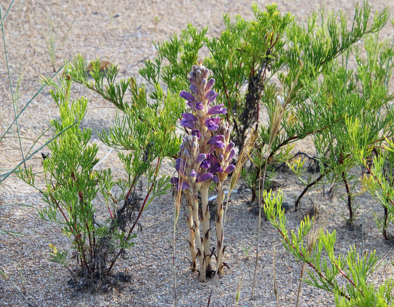 Image of Phelipanche arenaria specimen.