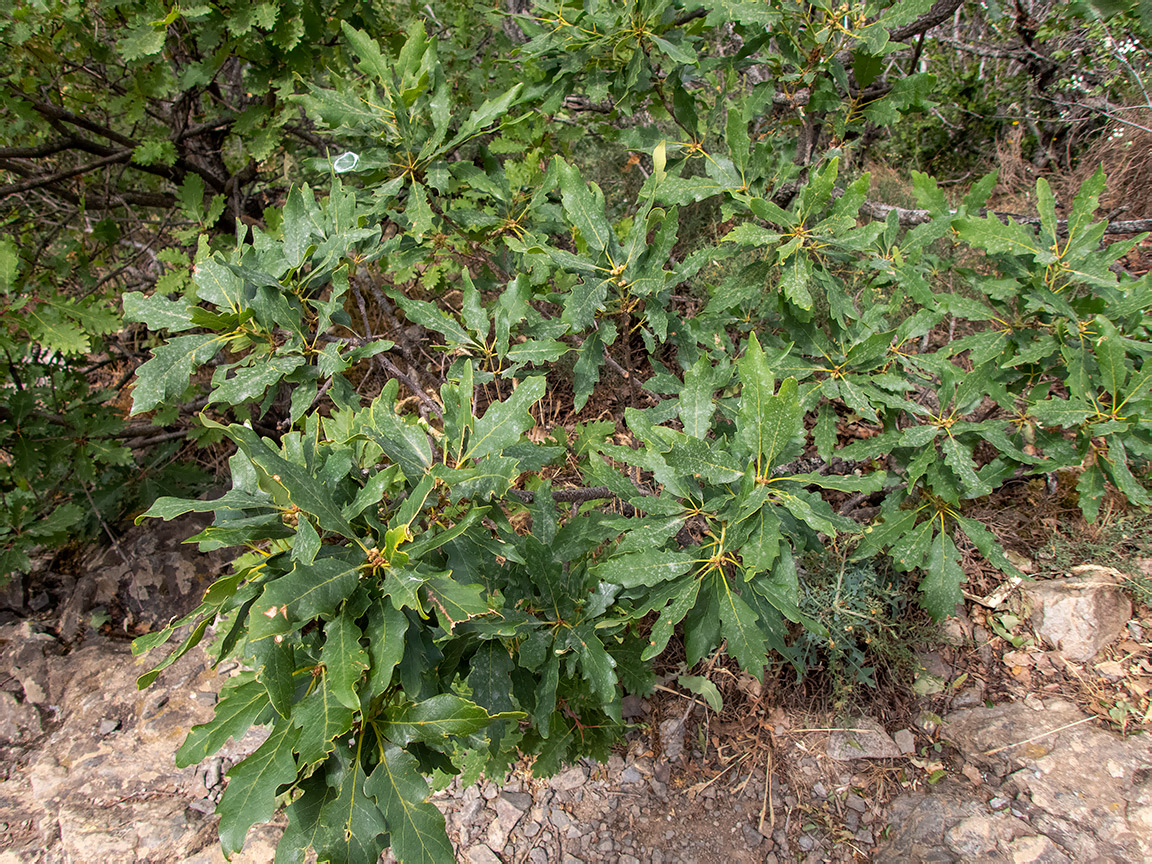 Изображение особи род Quercus.