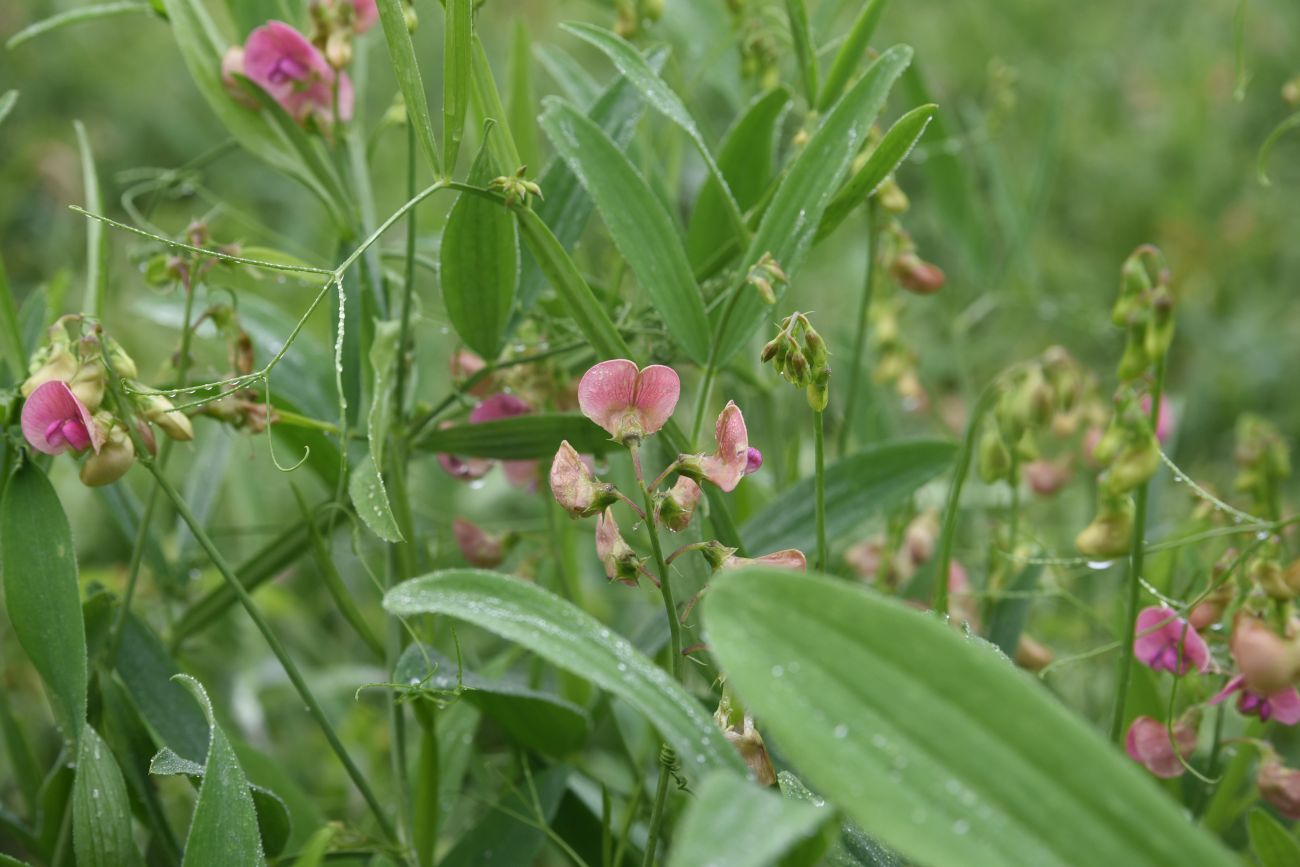 Изображение особи Lathyrus sylvestris.