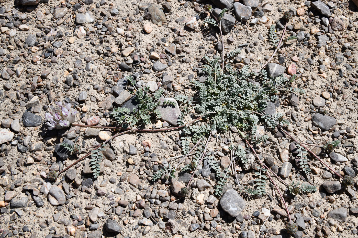 Image of Astragalus nivalis specimen.