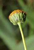 Helianthus rigidus