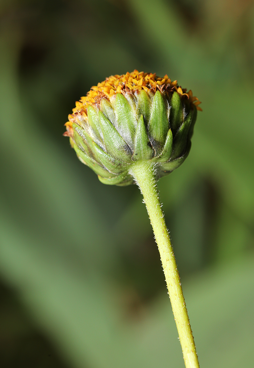 Image of Helianthus rigidus specimen.