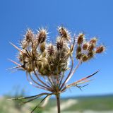 Astrodaucus orientalis