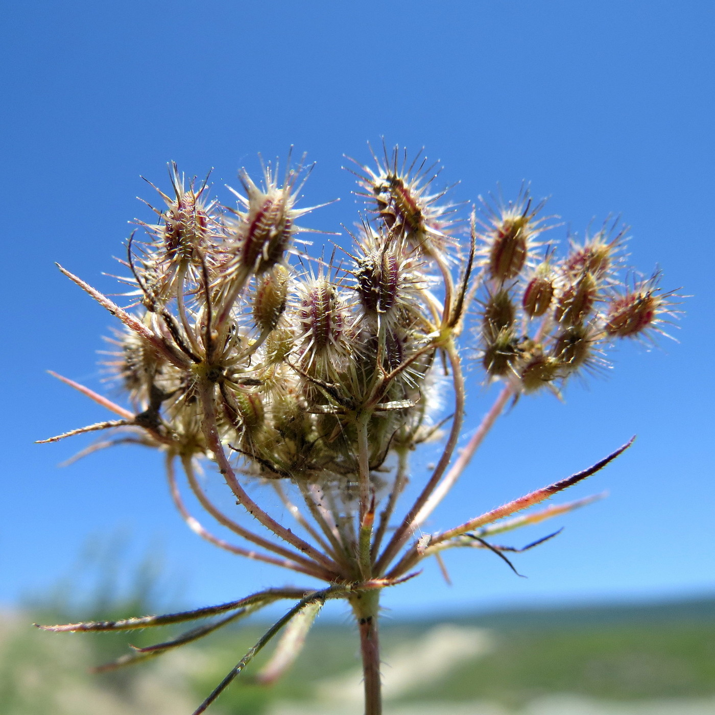 Изображение особи Astrodaucus orientalis.