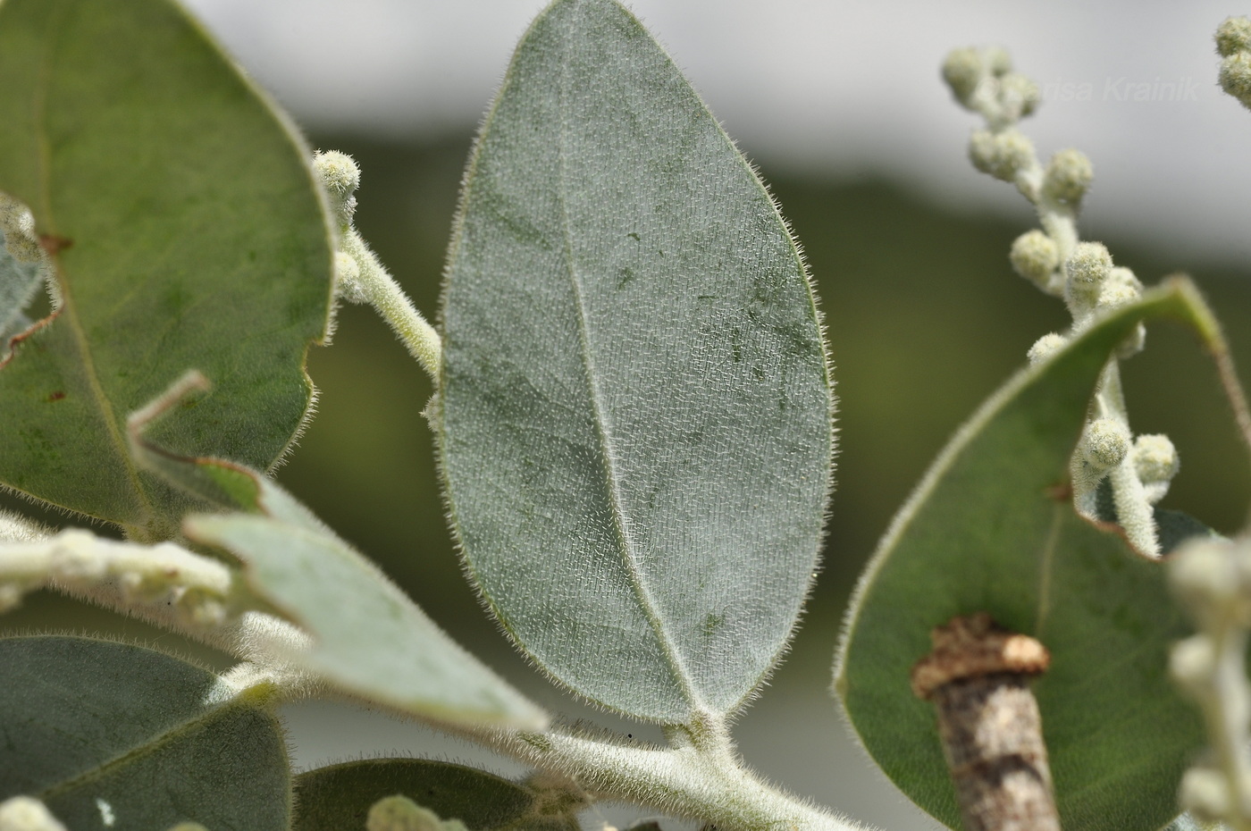 Image of Acacia podalyriifolia specimen.